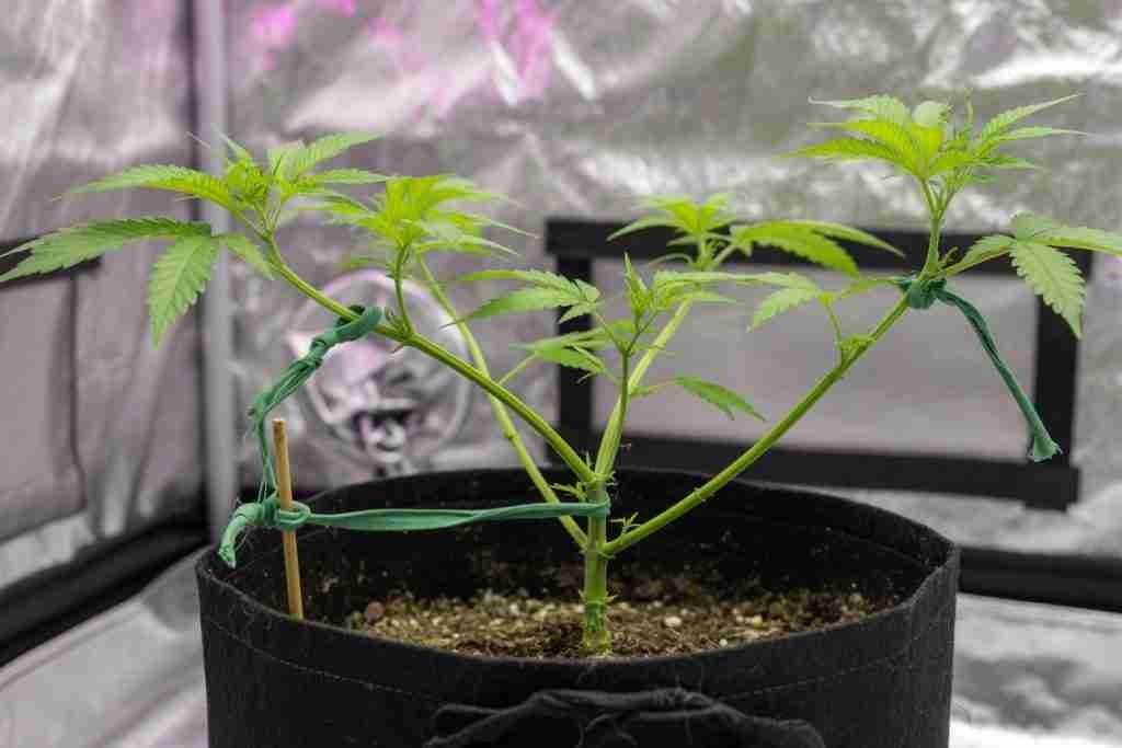A young cannabis plant with branches tied outward