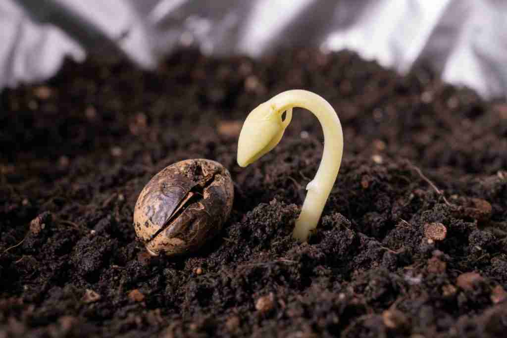 A cannabis sprout hook pushing through dark soil