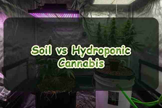 Soil vs Hydroponic Cannabis