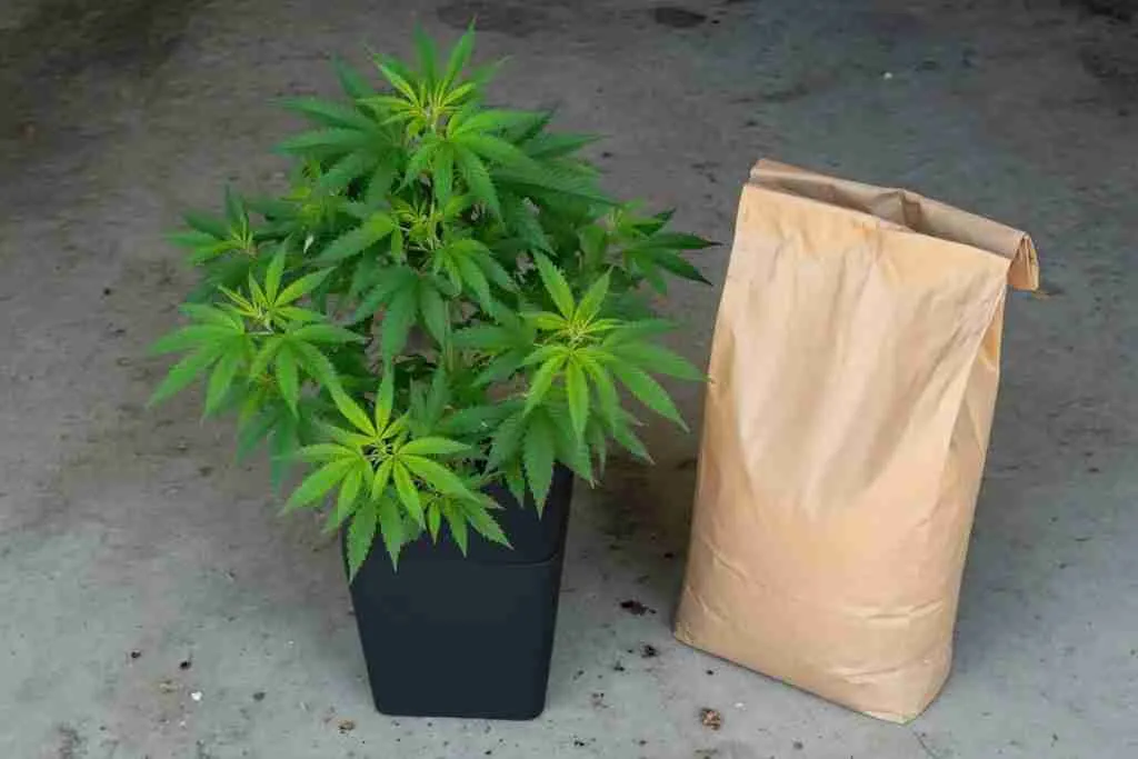 A healthy cannabis plant beside a bag of potting soil