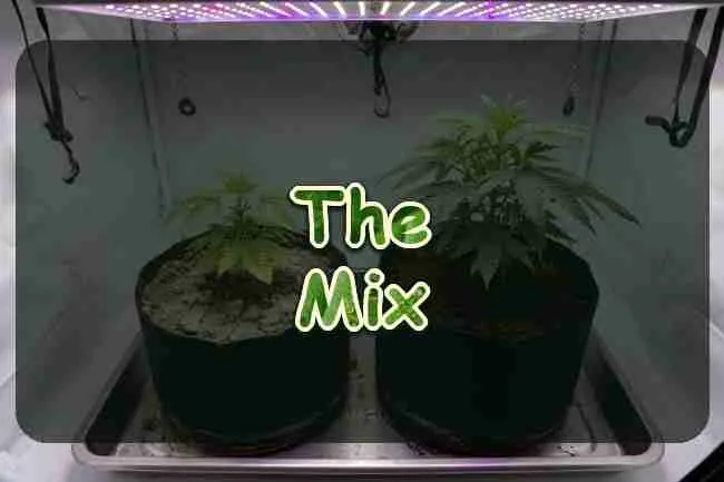 A cannabis plant in dark soil beside one in pale dirt