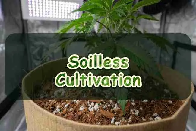 Vegetative cannabis plant in a fabric pot of coco coir and perlite