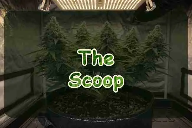 A flowering cannabis plant in a fabric pot