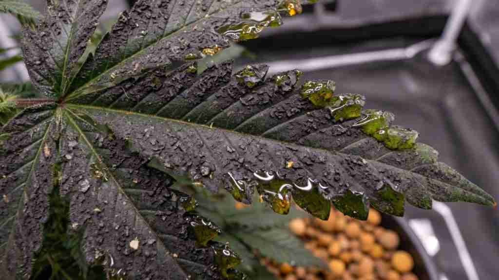 Macro of a cannabis fan leaf coated in black sooty mold film with sticky honeydew shine