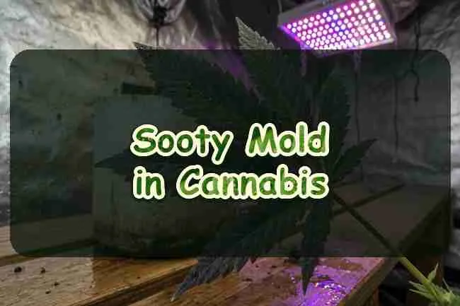 Sooty mold in cannabis