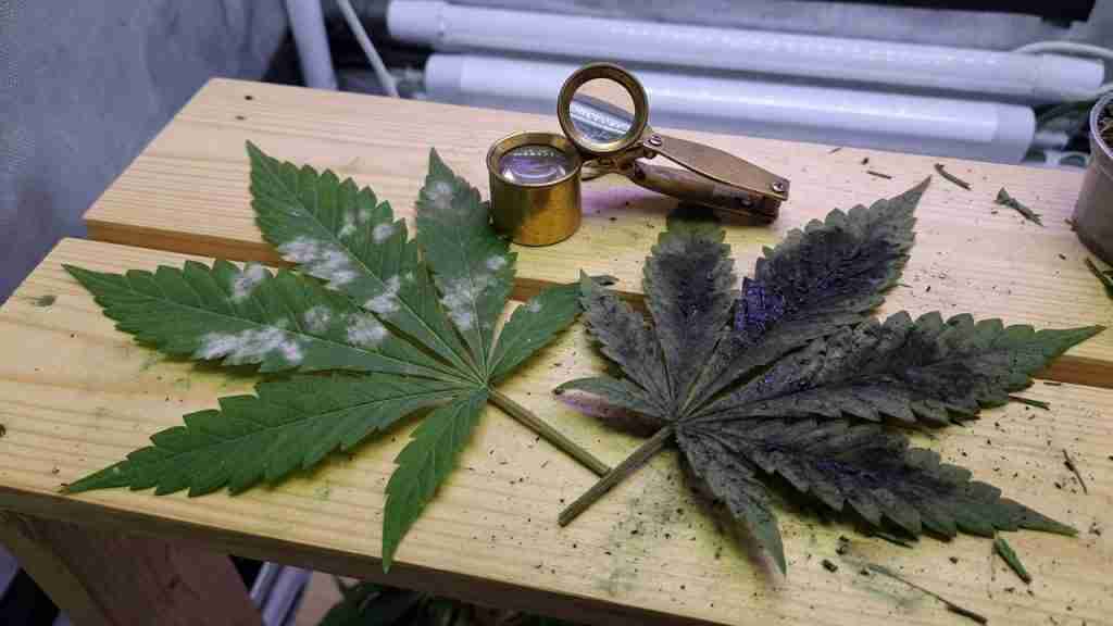 Two cannabis fan leaves on a bench, one with white powdery mildew and one with black sooty mold, jeweler loupe between them