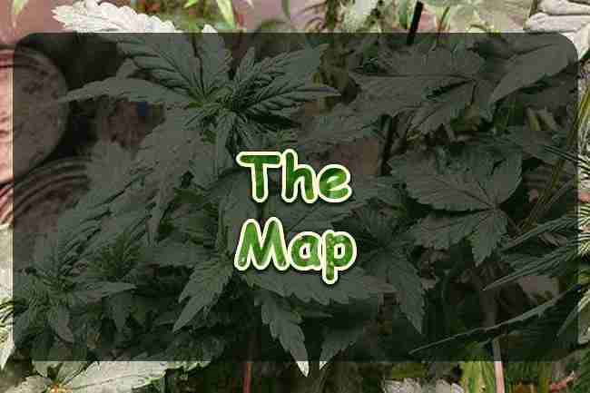 A leafy cannabis plant in a nursery pot
