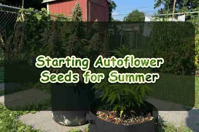 Starting Autoflowering Cannabis Seeds For Summer Harvesting