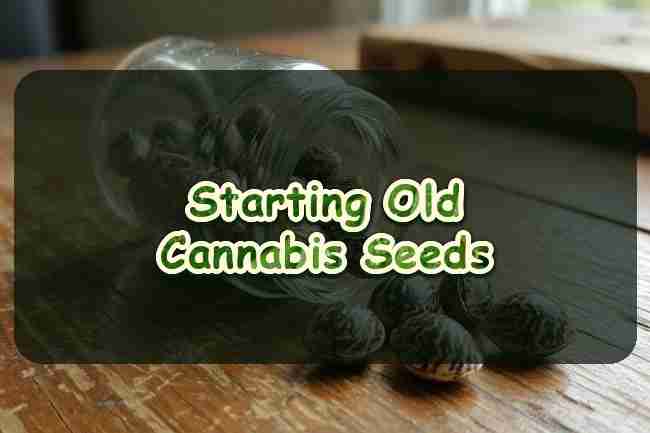 Starting Old Cannabis Seeds
