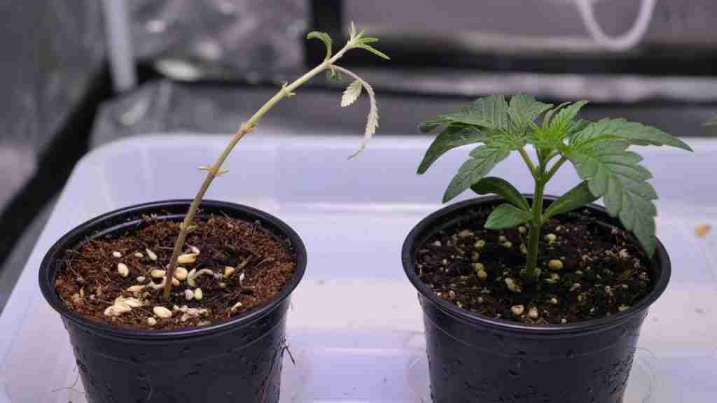 A stretched pale cannabis seedling beside a stocky green seedling in nursery cups