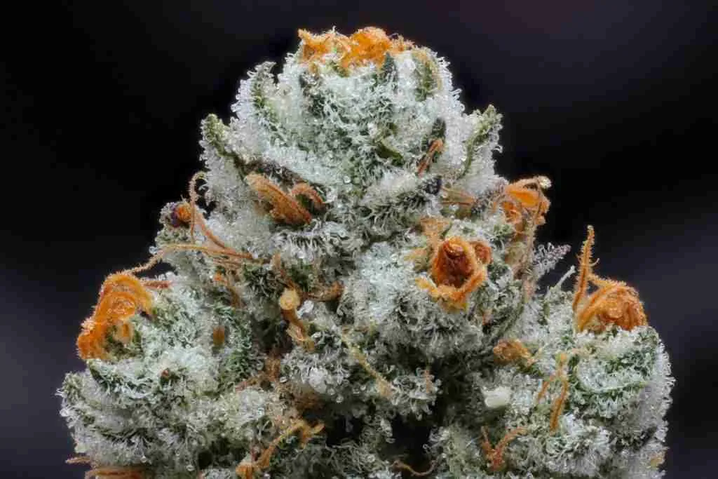 Natural trichomes on a cannabis bud