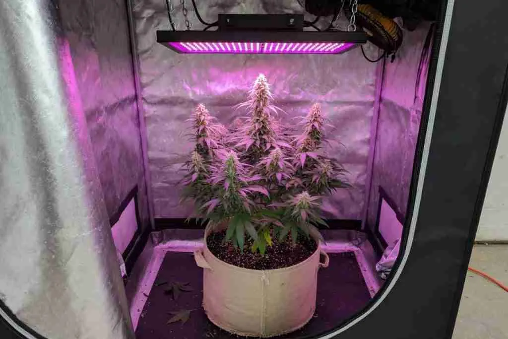 One flowering cannabis plant in a small grow tent
