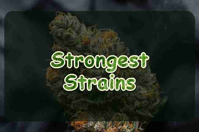 Strongest Cannabis Strains