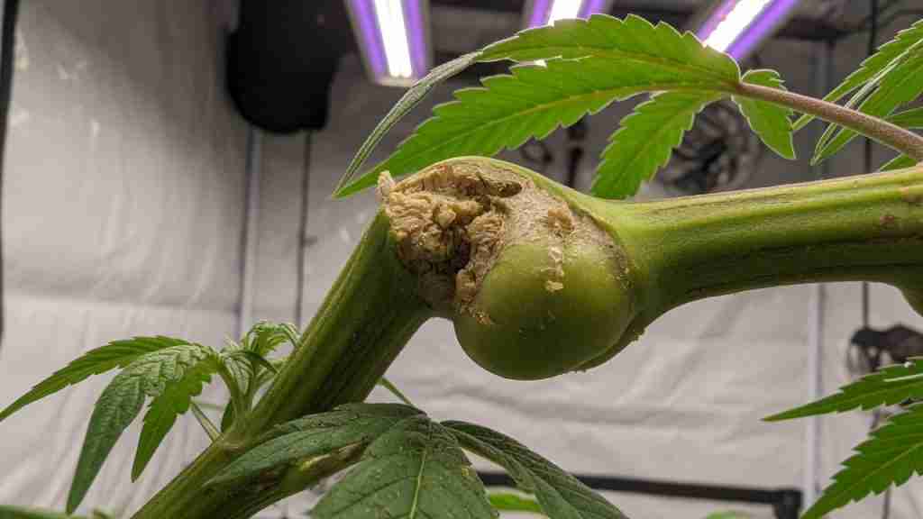 Healed swollen knuckle on a bent vegetative cannabis stem where inner fibers were pinched