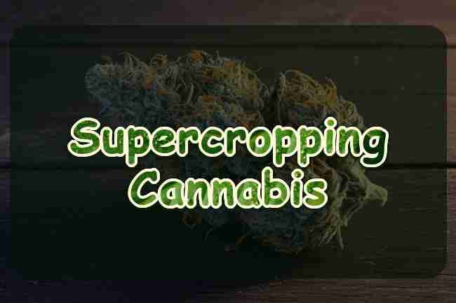 Supercropping Cannabis
