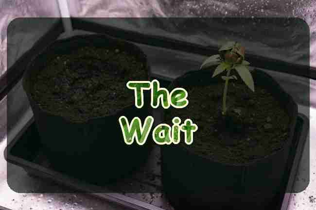 A cannabis seedling with the seed shell still on its leaves