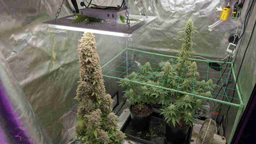 A tall flowering cannabis cola reaching too close to a hanging LED while a shorter plant sits under a net