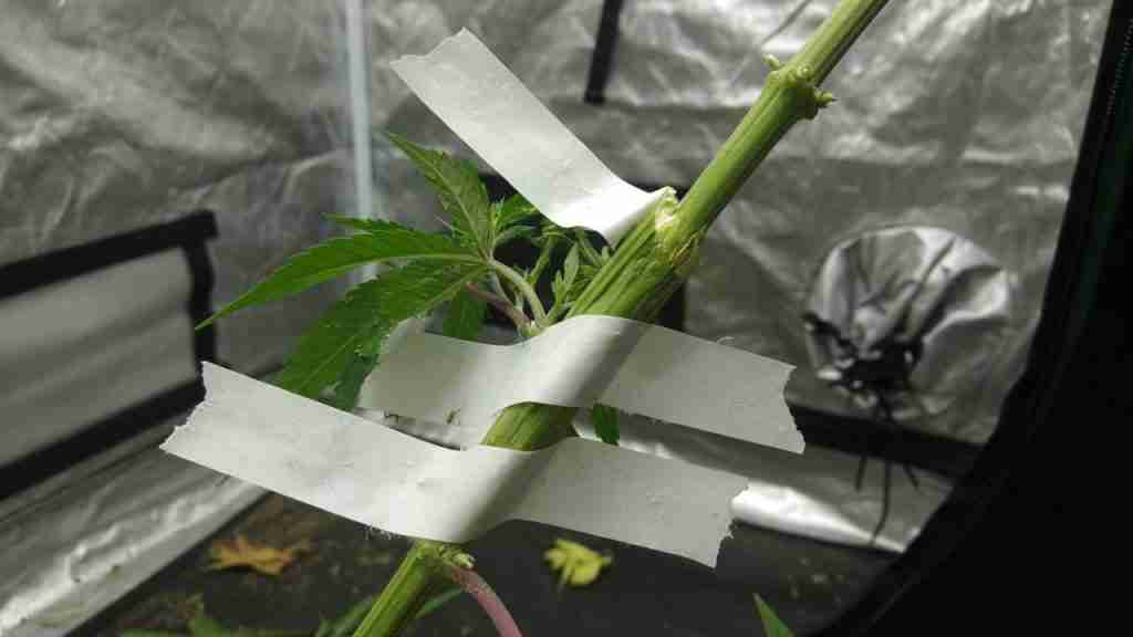 White medical tape wrapping a snapped cannabis stem as a splint inside a grow tent
