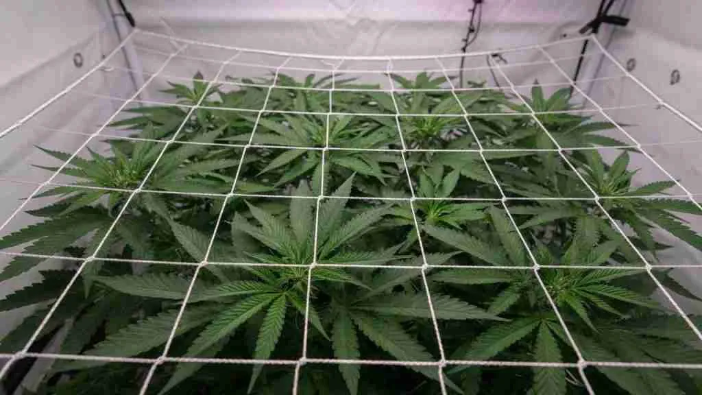 Taut nylon trellis net stretched over vegetative cannabis plants in a grow tent