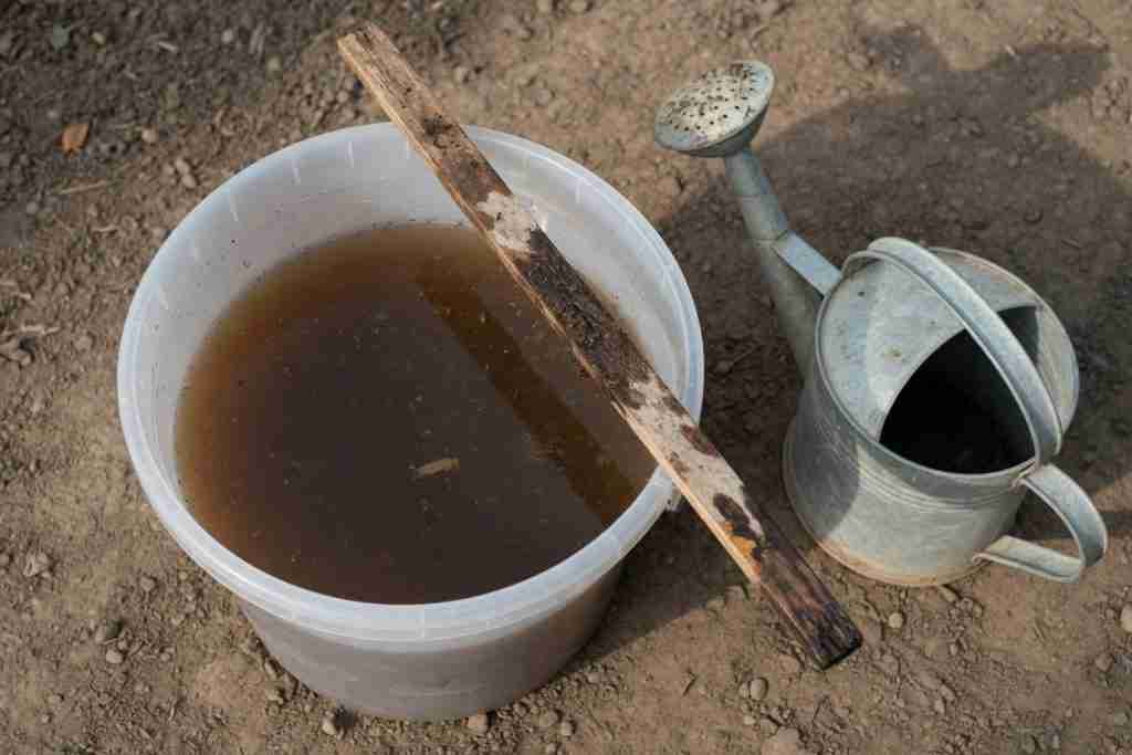 A bucket of compost-stained water and a watering can