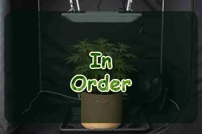 A cannabis plant growing in a home tent