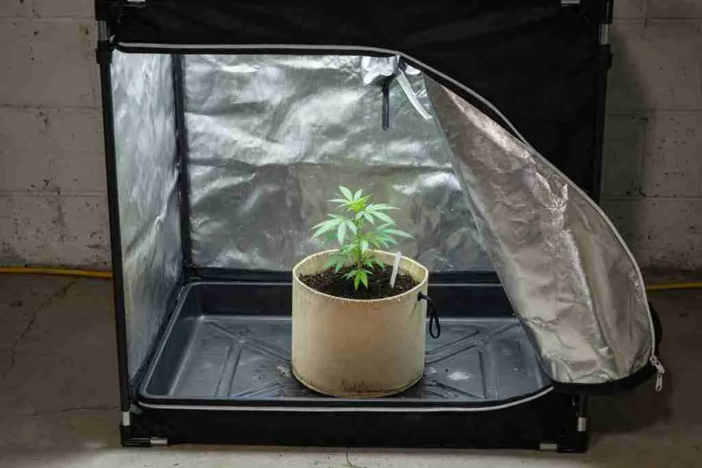 An open grow tent with one fabric pot on a floor tray