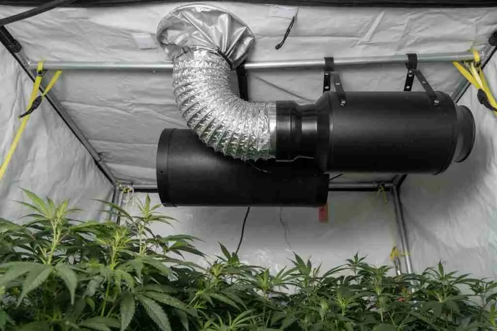 An inline fan and carbon filter above cannabis leaves