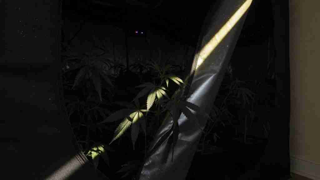 Grow tent zipper open at night with a stripe of hallway light hitting cannabis leaves