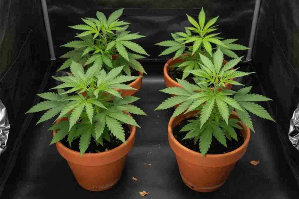 Four cannabis plants in separate pots inside a home tent