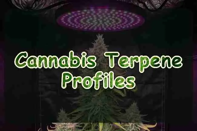 A flowering cannabis cola under a round lamp