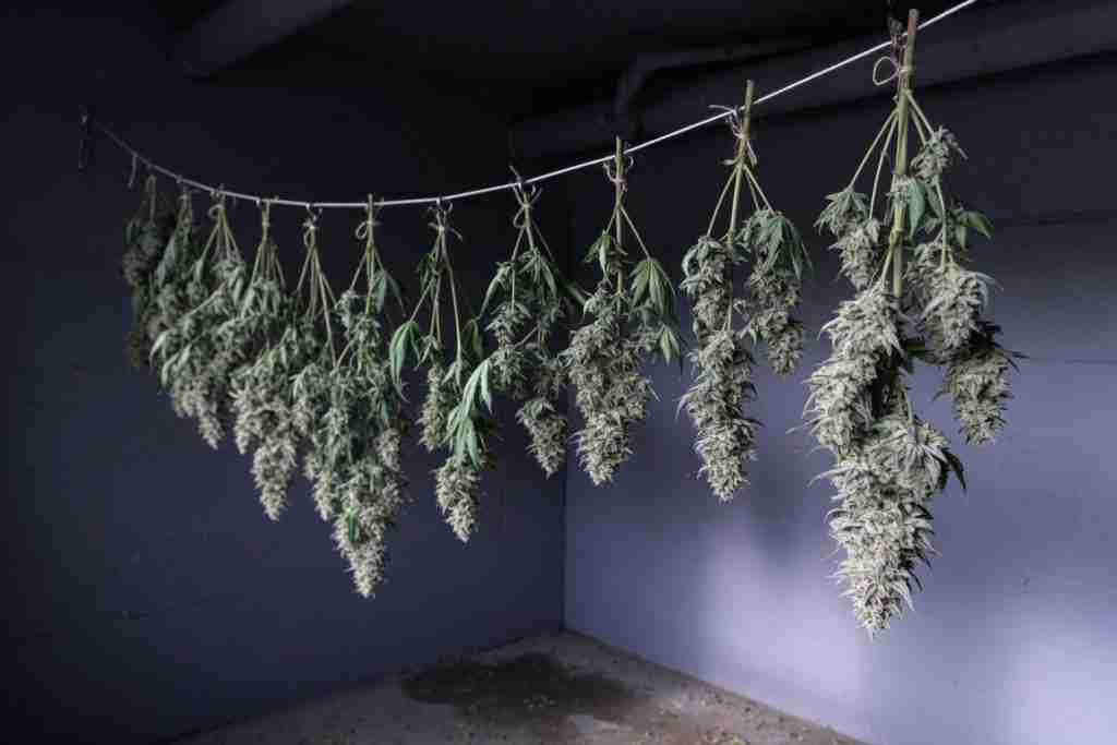 Cannabis branches hanging in a dark room