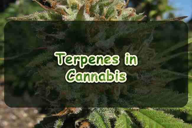 Terpenes in Cannabis