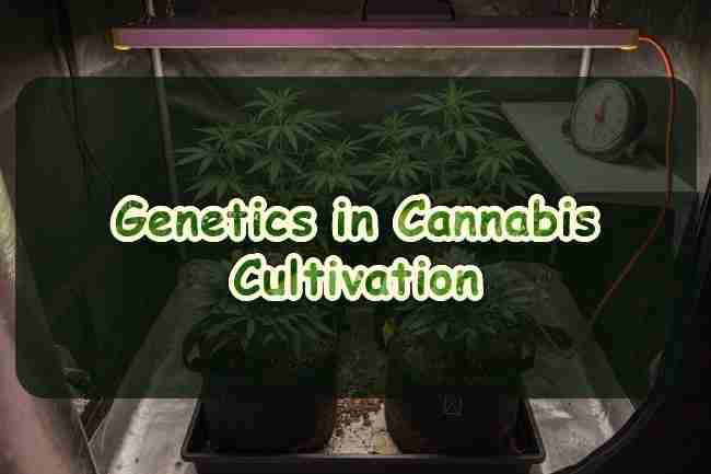 Genetics in cannabis cultivation