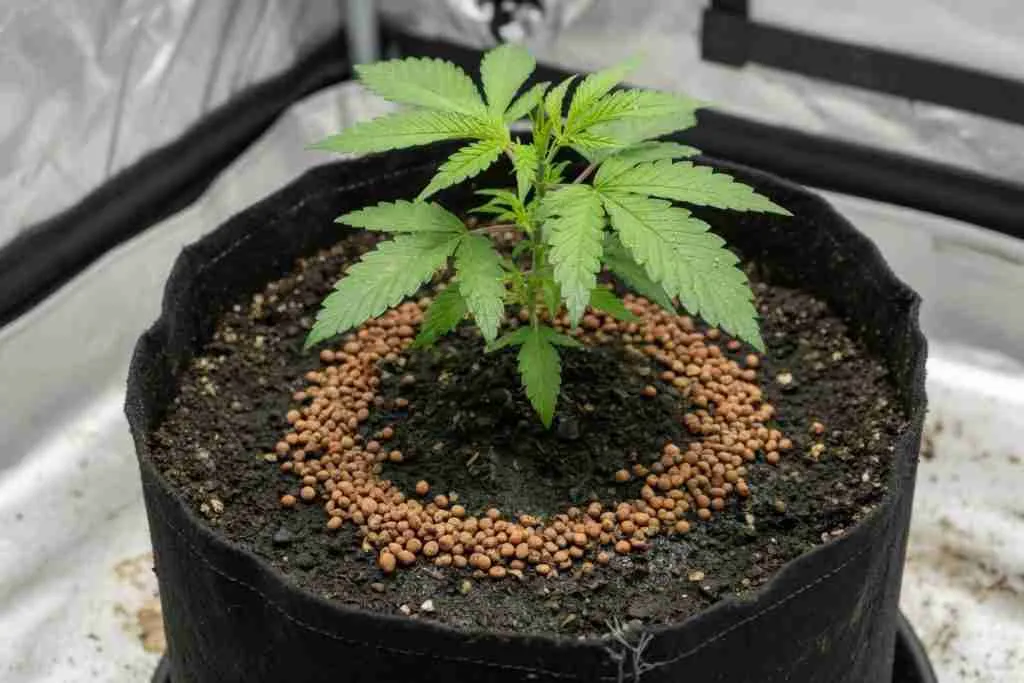 A young cannabis plant with fertilizer scratched into the soil