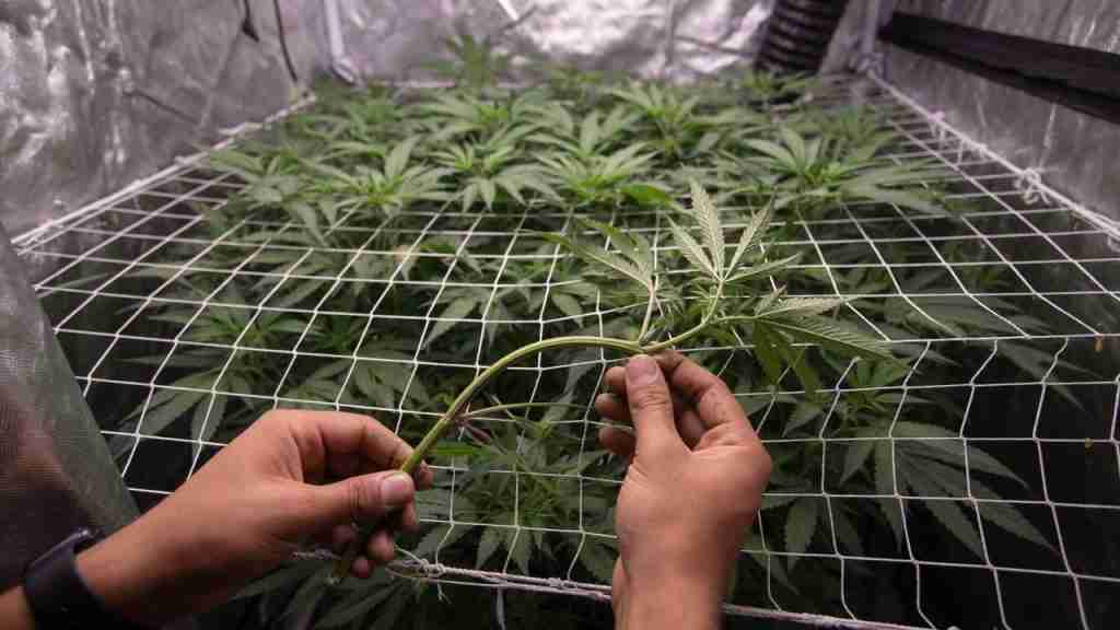 Grower tucking a vegetative cannabis branch under a white SCROG net so the shoot runs sideways through the mesh