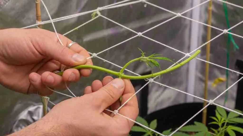 Hands tucking a soft green cannabis shoot through white trellis netting