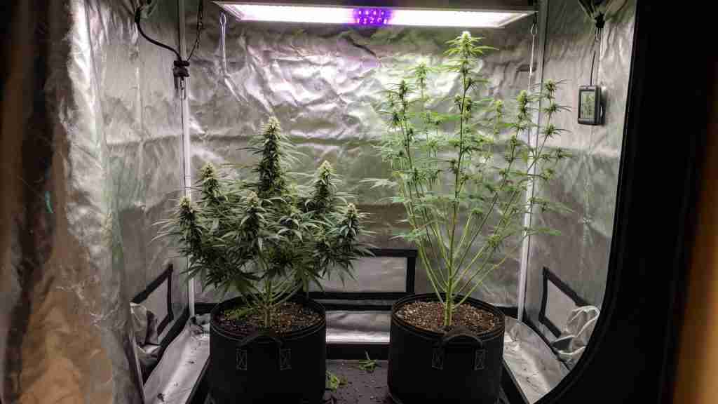Two cannabis plants of the same age in one tent, one bushy and one tall and stretchy