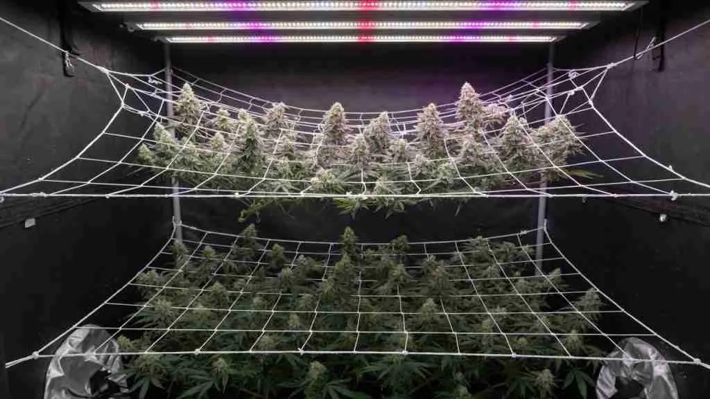 Two layers of trellis net in a flowering grow tent supporting cannabis colas