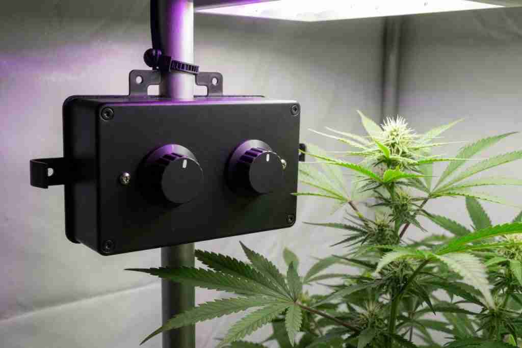 Two knobs on a grow light controller beside cannabis