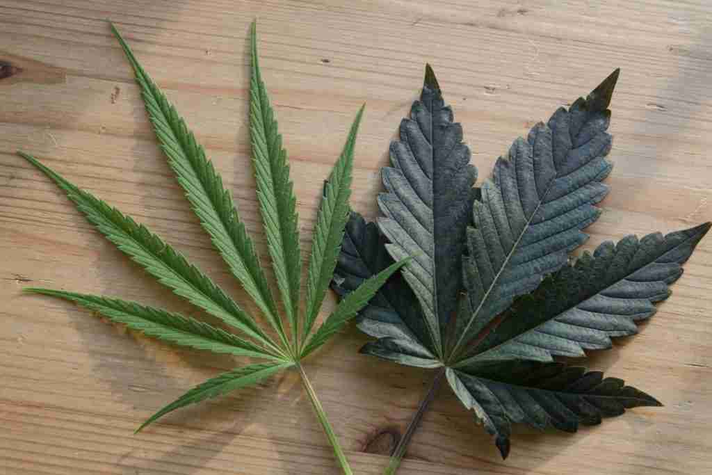 A narrow cannabis leaf beside a broader darker leaf
