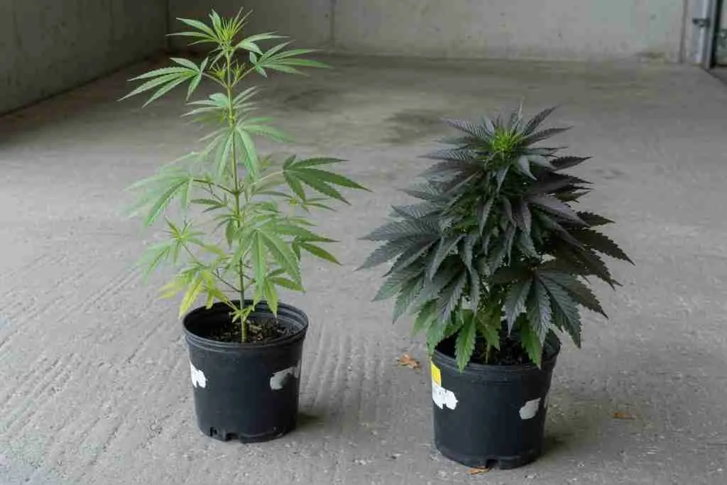 A tall cannabis plant beside a shorter darker plant