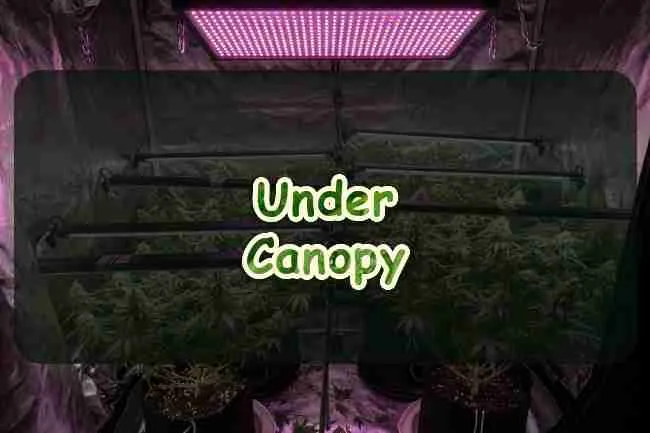 Under Canopy