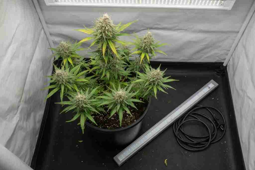 An unplugged light bar beside flowering cannabis