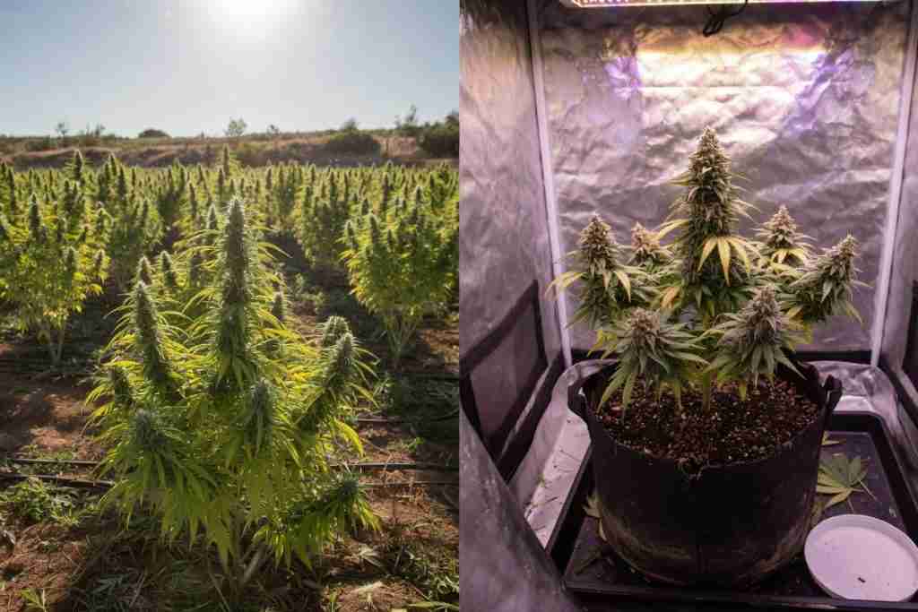 Split photo of a sunny outdoor hemp field on the left and a flowering marijuana plant in a silver grow tent on the right
