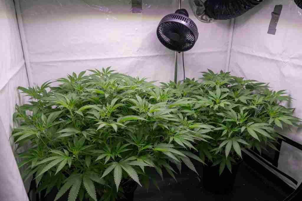 A small fan above a cannabis canopy, moving air across the leaves without flattening them