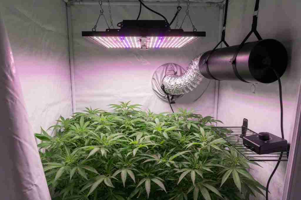 An LED over a cannabis canopy, with the inline exhaust fan and a speed controller turned down
