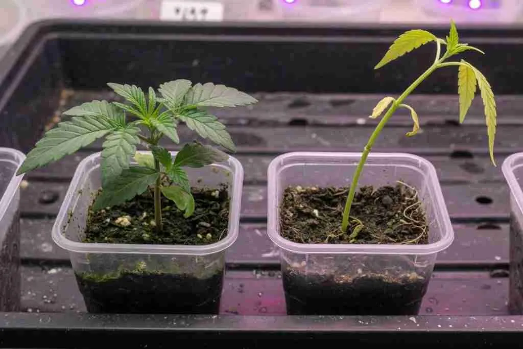 Stocky green cannabis seedling beside a pale stretched weak seedling