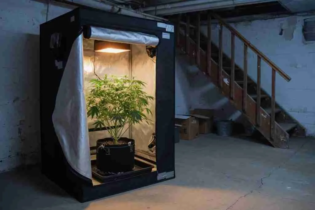 A cannabis plant in a basement grow tent