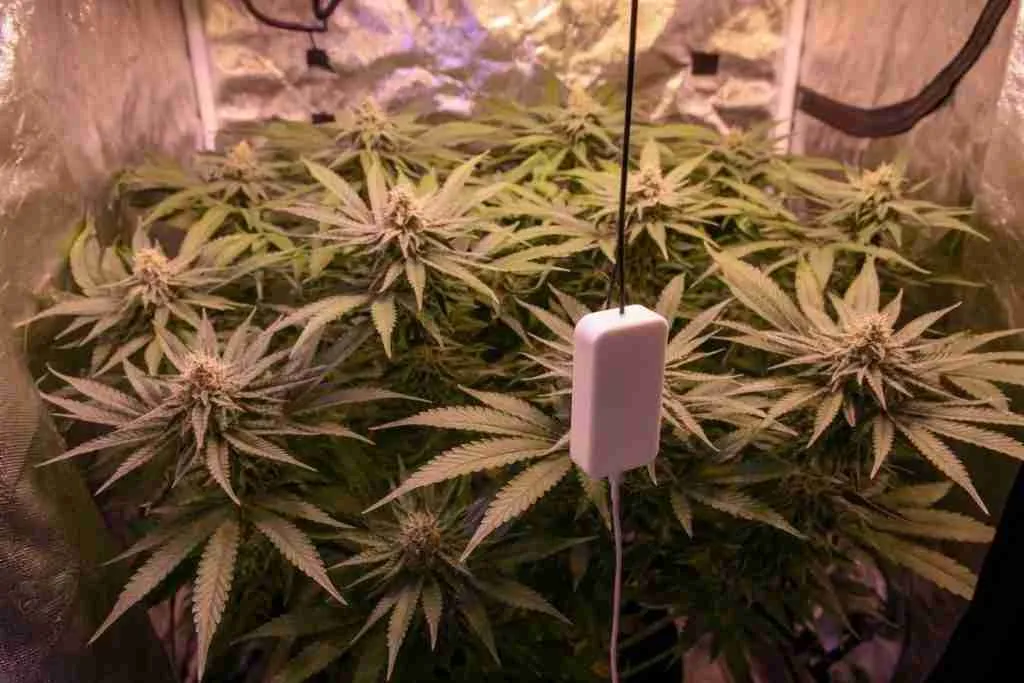 A temperature probe hanging in a cannabis canopy