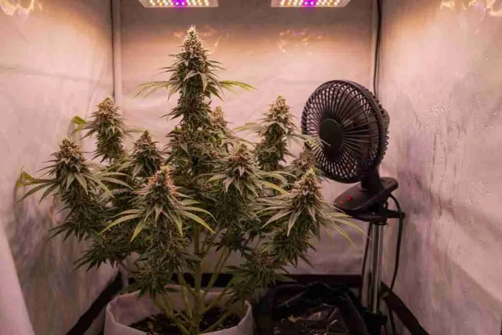 A flowering cannabis plant beside a fan and a damp tent wall